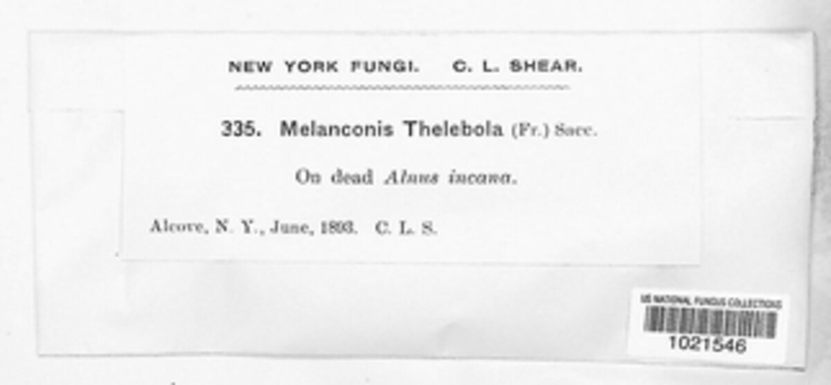 Pseudovalsella thelebola image